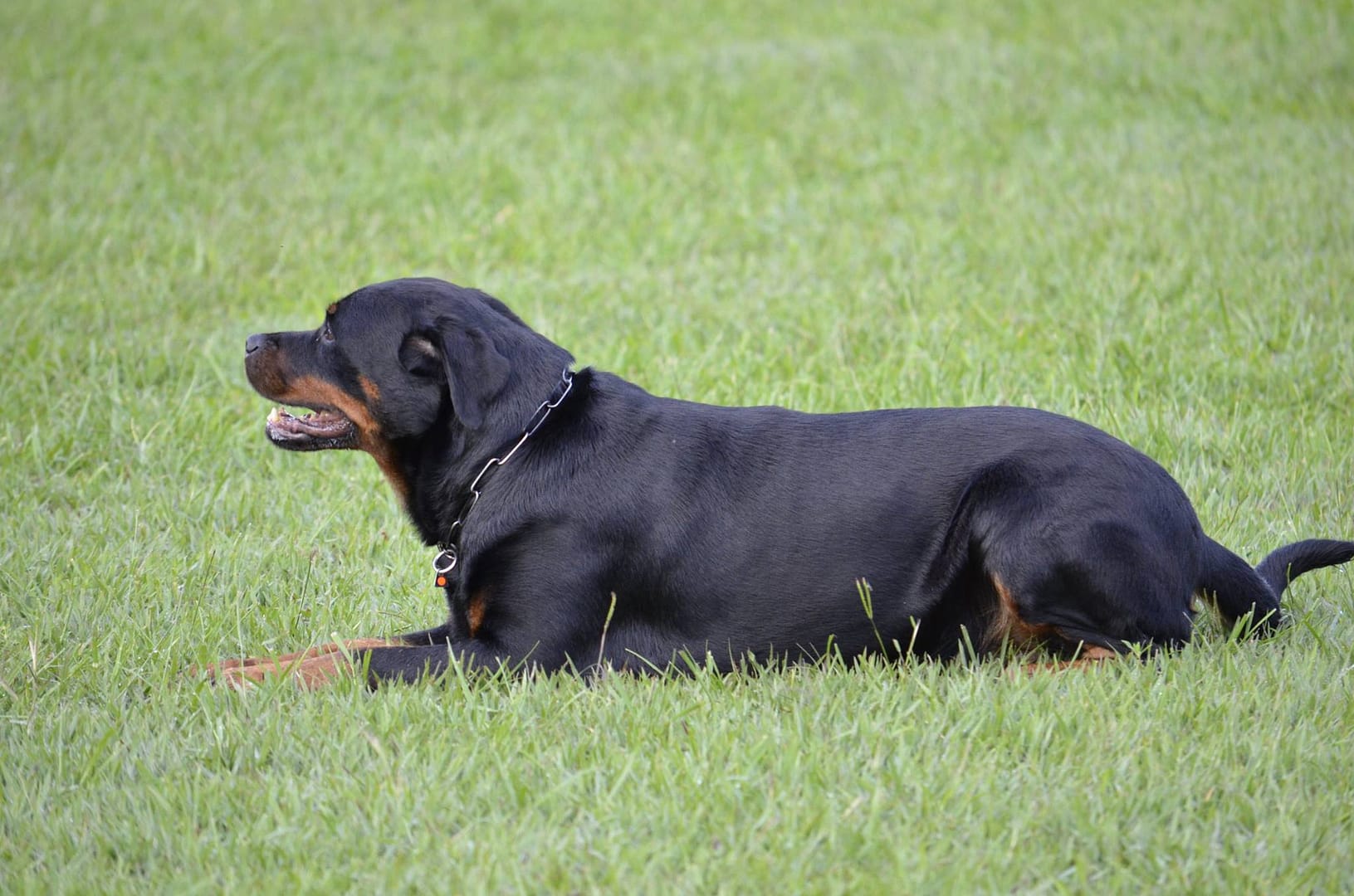 Faltas Eliminatorias