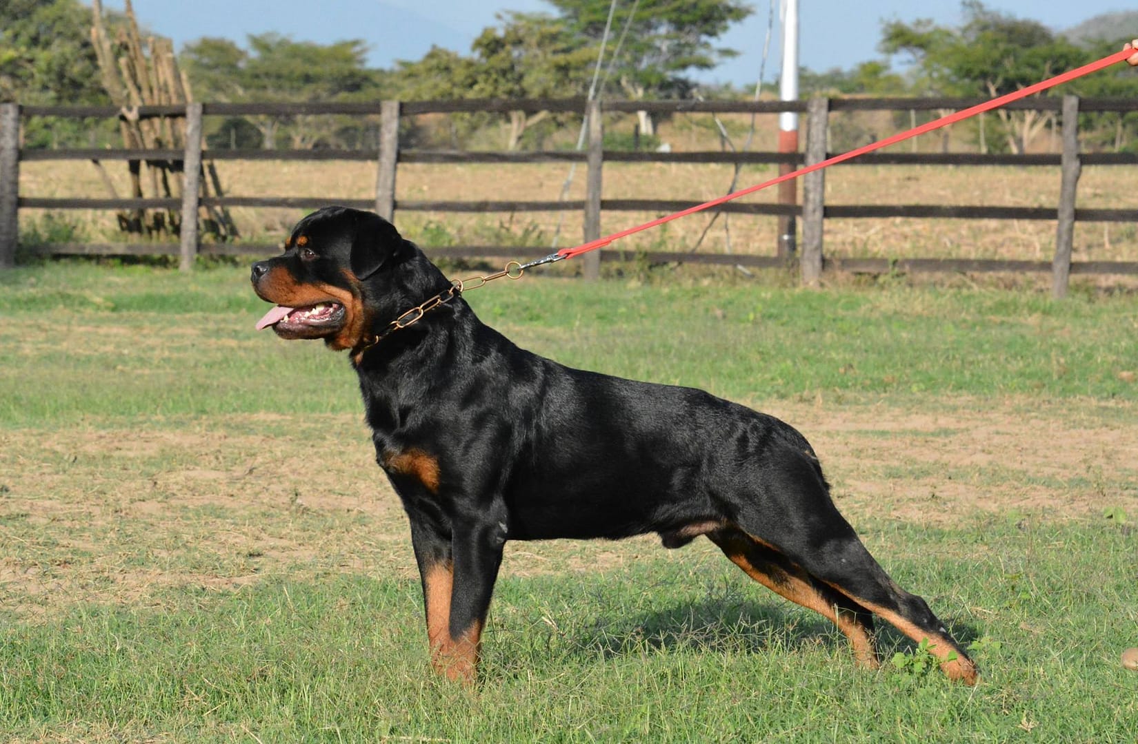 Aspecto del Rottweiler