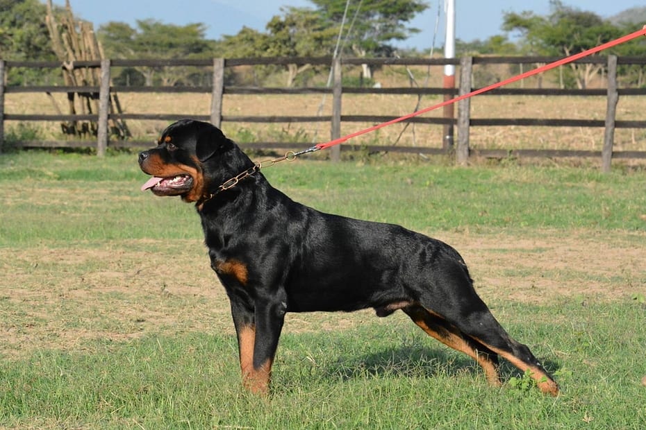 Aspecto del Rottweiler