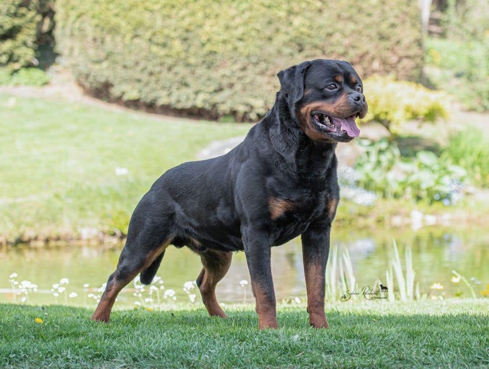 Vitus vom hause Neubrand